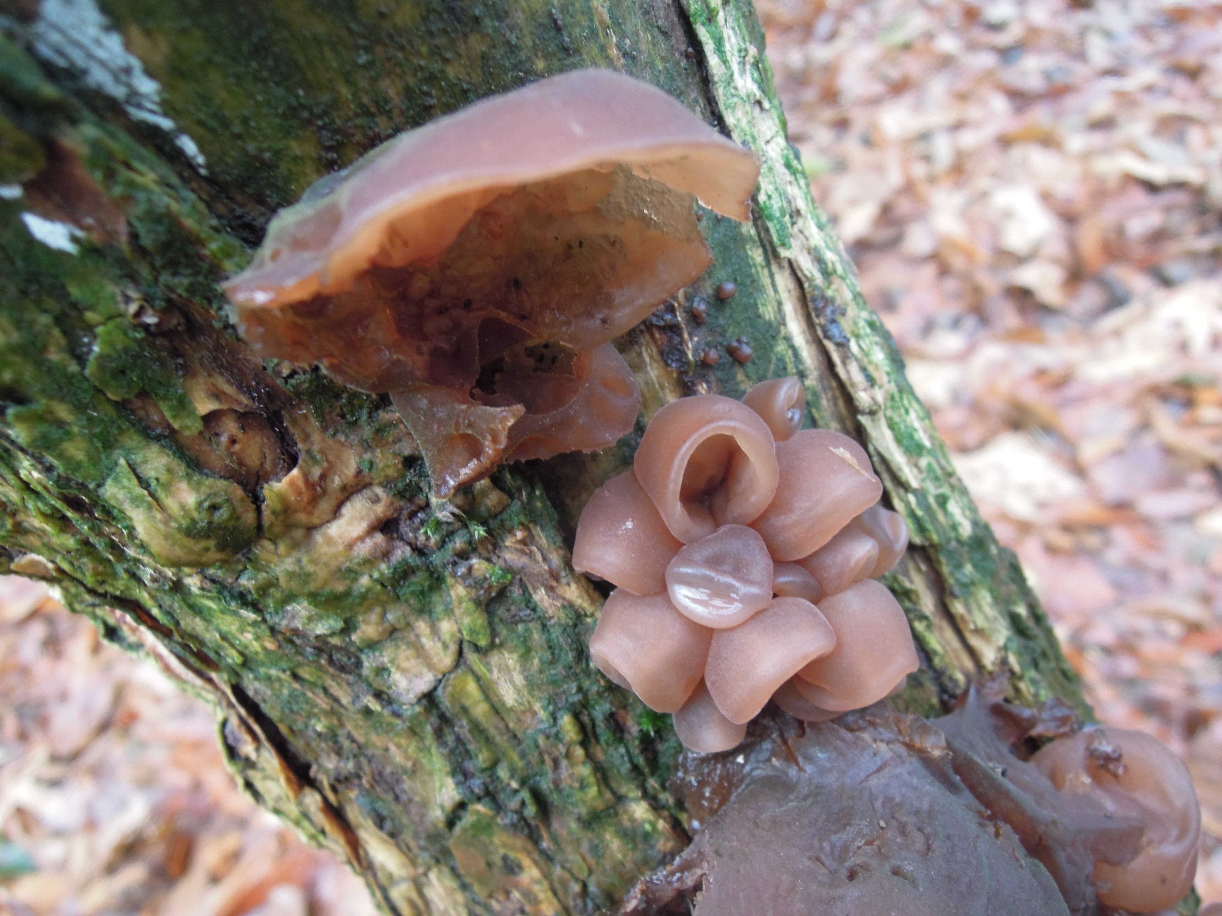 Auricularia - Judasohr
