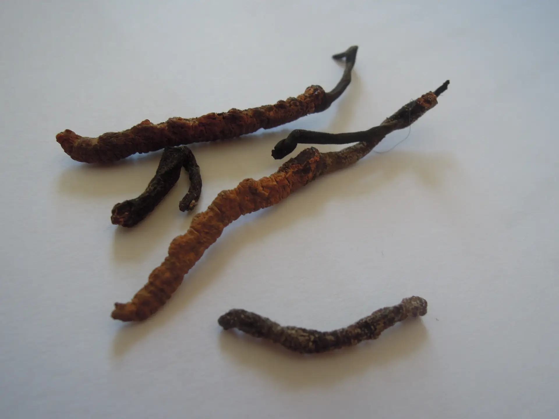 Cordyceps - Raupenpilz
