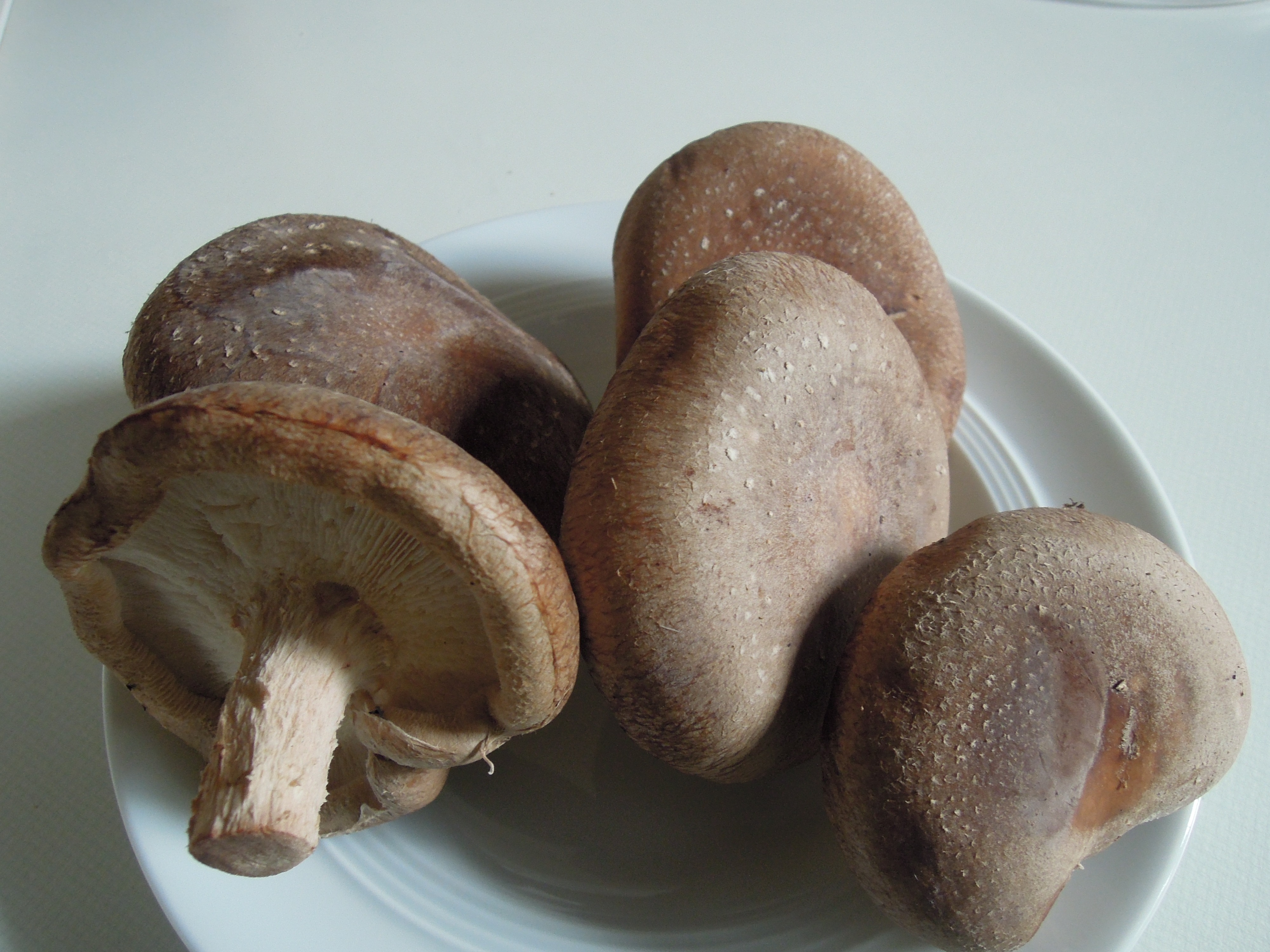 Shiitake -