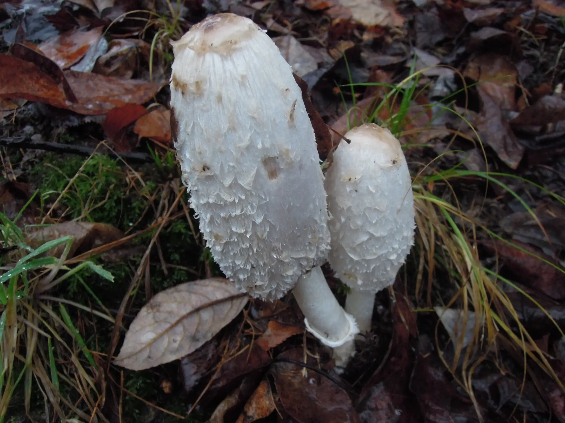 Coprinus - Tintling